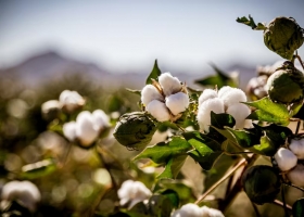 Según un informe se registró una leve mejora en productos claves para la economía de las provincias