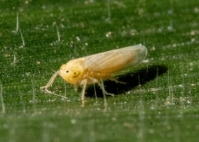 En un mes una plaga destruyó 6,5 millones de toneladas de maíz y se perdieron unos US$1200 millones