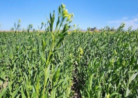 Cuáles son las condiciones comerciales que ofrece Bunge para producir camelina en la campaña 2024/25