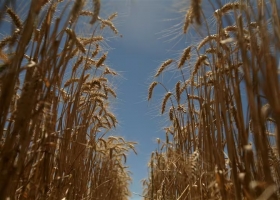 No la ven  por qué hay que eliminar las retenciones al trigo argentino