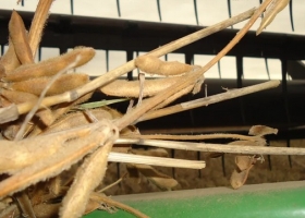 Se deteriora la competitividad cambiaria de la soja argentina y cada mes que pasa se pone peor