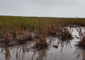 Es algo muy atípico las fuertes lluvias trajeron complicaciones en un momento decisivo del año para el campo