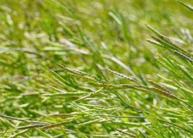 Cuáles son las condiciones comerciales que ofrece Nuseed para producir carinata en la campaña 2024/25