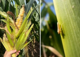 Golpe letal la chicharrita deja una millonaria pérdida en la provincia que es top ten mundial del maíz
