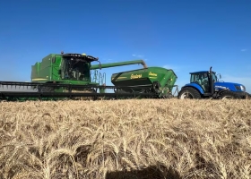 Panorama complejo estiman que este año no habrá crecimiento de la superficie con trigo