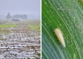 Realmente falta mucho y hay  preocupación por la demora en una cosecha clave para el país y un pronóstico que no ayuda