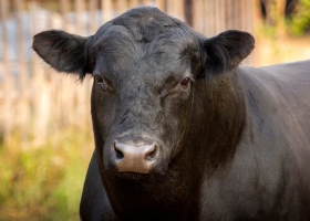 Genética bovina un trabajo profesional, una imagen ganada y la conquista de más mercados en el mundo