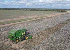 Las plantas colapsaron el 70% del algodón sufrió un dramático combo y temen por un default