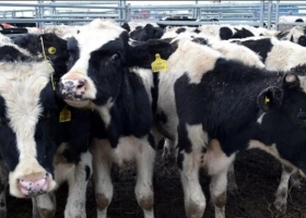 Juntos somos más: Productores de Córdoba arman una cámara para negociar mejor de modo asociativo el precio de la leche.