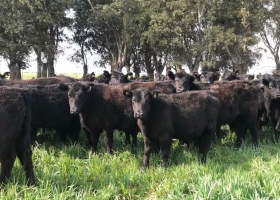 Se viene la estación crítica los mejores tips para alimentar hacienda en invierno