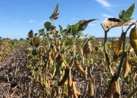 El clima y el manejo explican hasta el 60 % de la brecha de rinde en la soja