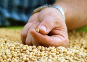 Debe US$20 millones: entró en concurso de acreedores uno de los mayores grupos de siembra del país