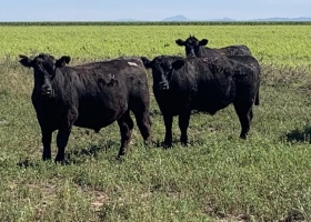 Supervisa 40.000 vacas un veterinario logró producir mucha carne con el pasto como protagonista y explica el mayor secreto