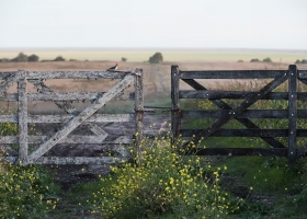 Mercado en los últimos cinco meses bajaron 15% en dólares los alquileres de los campos agrícolas