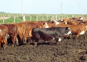 Preocupa a los feedlots un encarecimiento del maíz al final de la cosecha