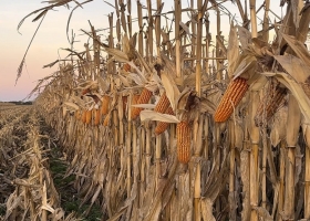 Finalizó el ciclo de la soja temprana y avanzó la cosecha de soja y maíz tardío