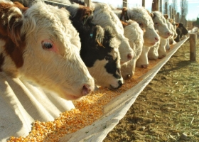 Feedlots. Importante aumento en el número de animales encerrados