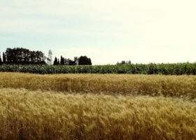 Confirman que La Niña llega en primavera, pero sería débil: la importancia de mantener las reservas de humedad