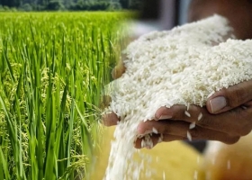 El área destinada a la producción de arroz en Entre Ríos experimentó un incremento interanual del 7%