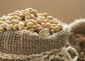 Además de aportar 6% del PBI, la soja de Brasil saca chapa de cultivo democrática. Hay 236 mil productores y el 73% tiene menos de 50 hectáreas