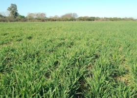 El precio del trigo argentino sigue (por ahora) blindado gracias al Arancel Externo Común (AEC) del Mercosur