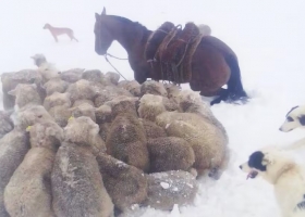 Desesperación inexplicable el fantasma de “La Nevada del Siglo” revivió un miedo de los productores de Santa Cruz