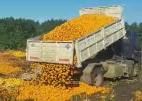 Duele ver el impactante momento en que tiraron 8000 kilos de mandarinas y el drama que está detrás