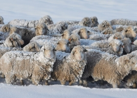 Miles de ovinos y vacunos en peligro: Las nevadas siguen castigando al rodeo ganadero de Santa Cruz y el invierno recién empieza