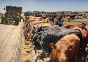 Los feedlot engordan. El encierre de terneros alcanza niveles récord, aunque los números comiencen a ser negativos