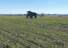 El maíz 2024 25 sigue sumando puntos en contra con un aumento desbocado del precio de los fertilizantes fosfatados