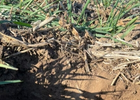 En la principal zona agrícola no llueve desde abril y asoma un incipiente temor