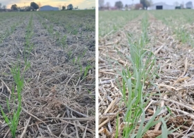 Un antes y un después las lluvias salvaron del abismo al trigo y mejoraron las chances de un buen año