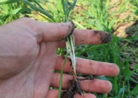 Mejoró la condición del trigo por las lluvias y algunos productores retomaron tareas de refertilización