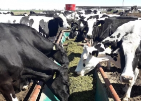 Números preocupantes la producción de leche marcó una baja histórica y sufre por el arrastre de un fenómeno
