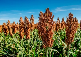 Lo compra China el boom del cultivo que hoy concentra una inesperada atención