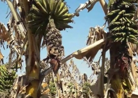 Nos duele muchísimo el golpe climático que liquidó todas las bananas y hundió en la angustia a sus productores