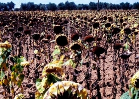 Se confirma una menor oferta mundial de girasol en 2024/25 por problemas climáticos en las principales regiones productoras