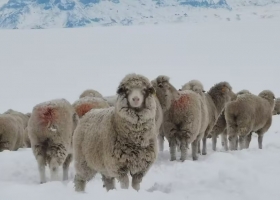 Tras la eliminación de un fondo  productores ovinos reclaman créditos especiales para la actividad