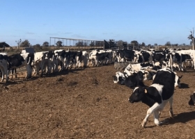 La leche mejora su relación frente a los granos, pero la producción cae 12,6%, el consumo un 16%, y no hay buenas perspectivas para lo que resta del año