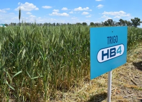 Hito. Estados Unidos aprobó la siembra en sus campos del trigo argentino tolerante a sequía