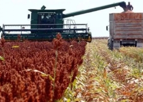 Finalizó la cosecha de sorgo que alcanzó las 3 millones de hectáreas 