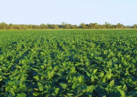 Sorpresa. La soja del NOA tuvo casi un 2% más de proteína que el promedio del país