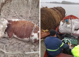 Llevamos 50 vacas muertas el drama que ya deja ver la bajante del río Paraná en una zona de islas