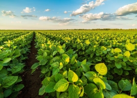 Más soja el cultivo número uno del país crecerá casi un 10%, aunque lo acechan algunos condicionantes