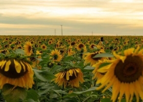 Siguen cayendo las perspectivas de la cosecha mundial de girasol debido a fallas productivas en naciones clave