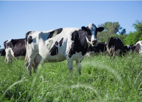 Créditos en litros de leche. El gobierno entregó en Santa Fe préstamos a tasa cero bonificados por la provincia