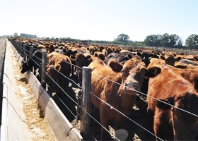 Márgenes finos en los feedlots