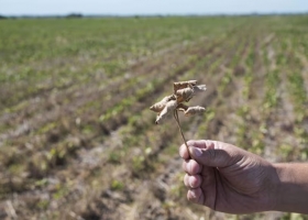Los últimos pronósticos climáticos son desalentadores para el centro del país