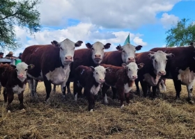 Investigación una novedosa prueba en toros y vacas promete una revolución para la carne vacuna