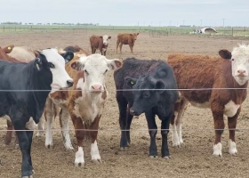 Según un experto cuál es el mejor negocio con las vaquillonas para carne